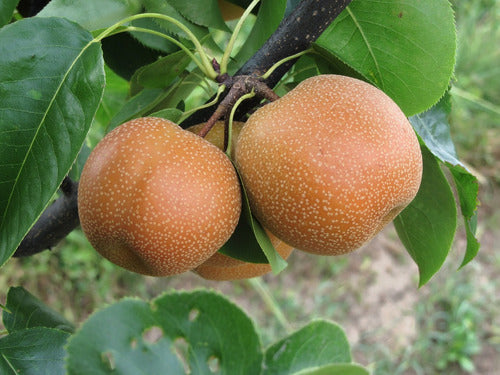 Pera Asiatica , Arbol Frutal 2