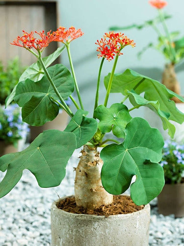 Jatropha Podagrica - Vientre De Buda 1