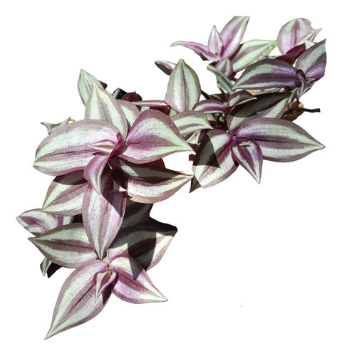 Tradescantia Zebrina - Medicinal and Decorative Plant 0