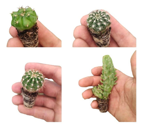 Cactus and Succulent Collection - 10 Plantlets 3