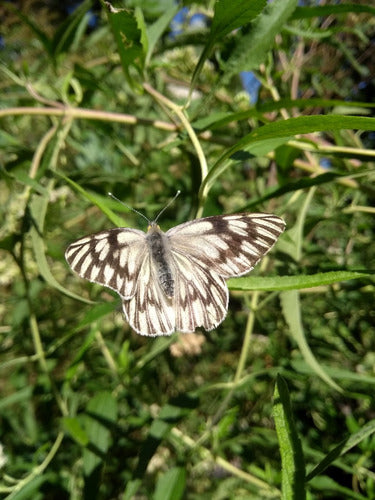 Combo X 5 Plantas Alimentan Mariposas Y Colibríes 6