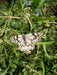 Combo X 5 Plantas Alimentan Mariposas Y Colibríes 6