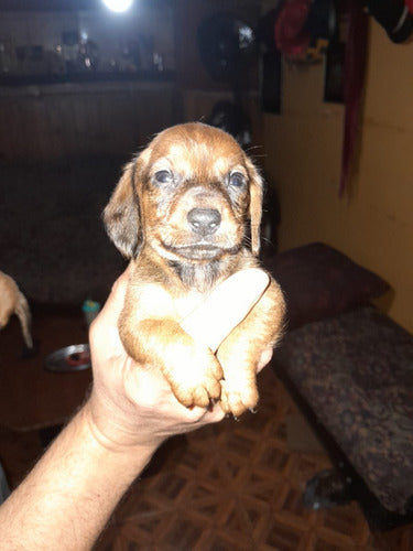 Dachshund Salchicha Mini Female 60 Days 1