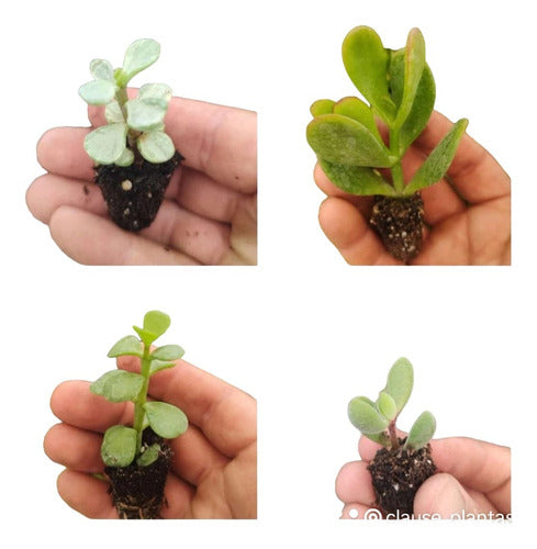 Cactus and Succulent Collection - 10 Plantlets 2