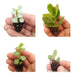 Cactus and Succulent Collection - 10 Plantlets 2