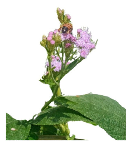 Fundación Chicos Naturalistas Mariposera Morada (Chromolaena Ivifolia) 0