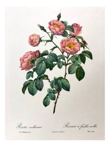 Rosa Mollissima - Redouté Flores Botánica - Lámina 45x30 Cm. 0