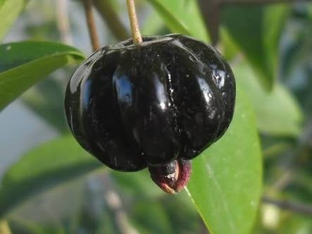 Plantines De Pitanga Negra Pequeña - La Mas Dulce! 1