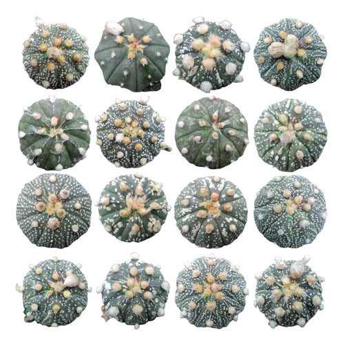 Cactus - Astrophytum Asteria 0