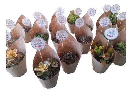 Deco Plant Souvenir Succulents + Stones + Decoration + Sign Sale! 0