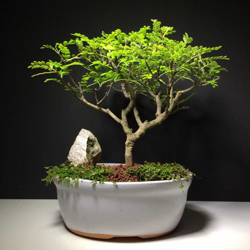 Arteenbonsai Ombu Palo Borracho Ficus Árbol De La Vida Pino 0