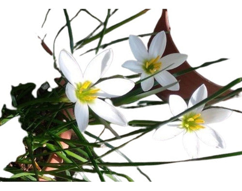 Azucena Del Río (Zephyranthes Candida) - Especies Nativas 0