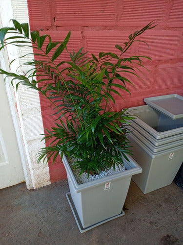 Chamaedorea Palm with Pyramid Pot - Beautiful - Free Delivery CABA and GBA 2