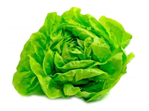 Gold Gourmet Lechuga Mantecosa (200g) 0