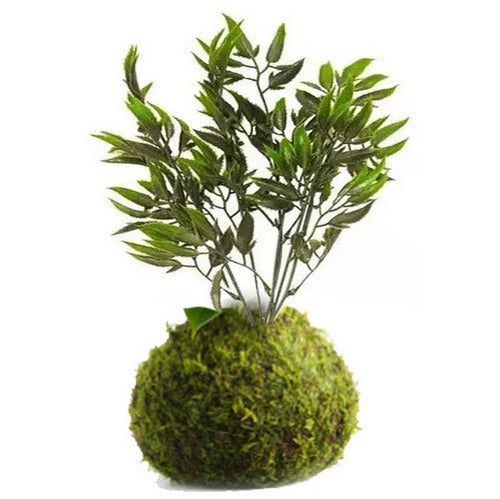 Kokedama Planta 50cm Buxus Ligustro Exterior Artificial 0