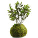 Kokedama Planta 50cm Buxus Ligustro Exterior Artificial 0