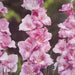 Gladiolus Bulbs ×10 3