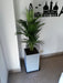 Areca Palm + Fibrocement Prism Planter + Plate 2