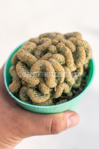 Mammilaria Elongata Cristata Cactus No. 8 0