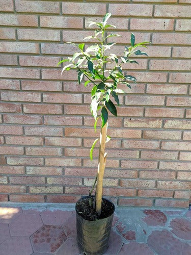 Arbol De Quinoto Kinoto Injertado Decoracion Plantas Jovenes 1