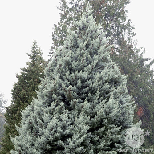 Cupressus Arizónica Cónica  Bonita , Por Mayor ! 1