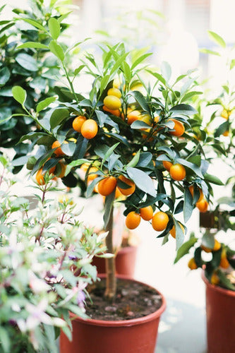 Arbol De Quinoto Kinoto Injertado Decoracion Plantas Jovenes 0