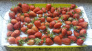 Organic Strawberry Seedlings - 15 Plants 3