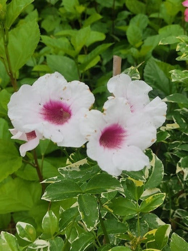 Greenonline Bignonia Jazminoide Variegated White Flower - 3L 1