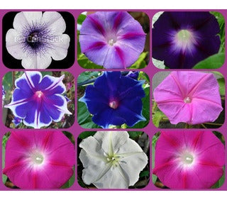 150 Sementes De Morning Glory Glória Da Manhã + Frete Grátis 1