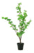 Valyria Home Planta Artificial Decoración Aralia 0