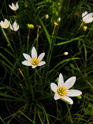 Azucena Del Río (Zephyranthes Candida) - Especies Nativas 1