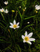 Azucena Del Río (Zephyranthes Candida) - Especies Nativas 1