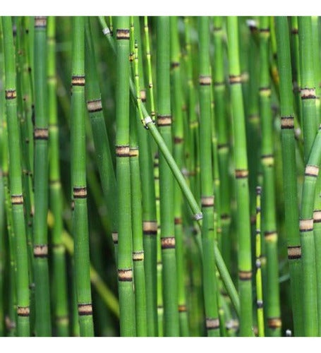 Plantas De Equisetum, Cola De Caballo. 1