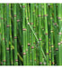 Plantas De Equisetum, Cola De Caballo. 1