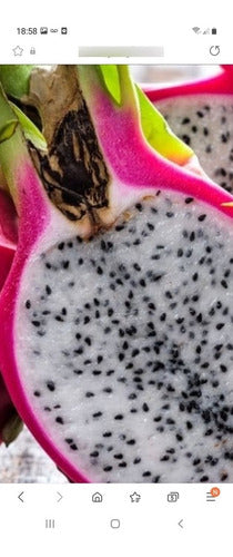 Pitahaya Fruit Plant!!! 1