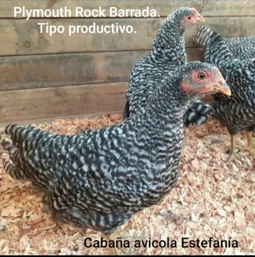 Fertile Eggs of Plymouth Rock Barrada (Productive Type) 1