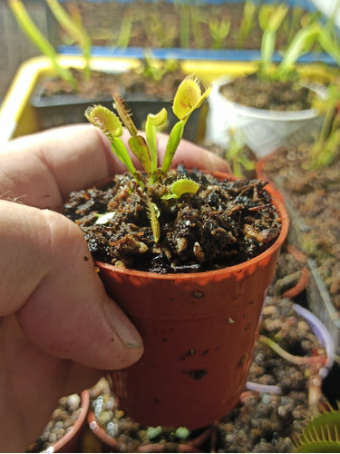 CarnivoraEnCasa Venus Flytrap Dionaea Muscipula 1