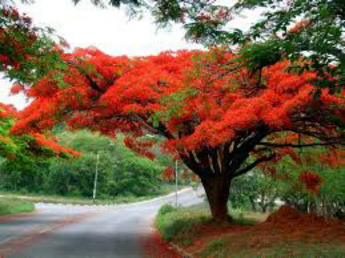 Chivato Delonix Regia Arbol De Fuego 1.60 Maceta 10 Litros 1