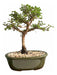 Bonsai Planta Olmo Chino 18 Años Maceta Esmaltada N4 0