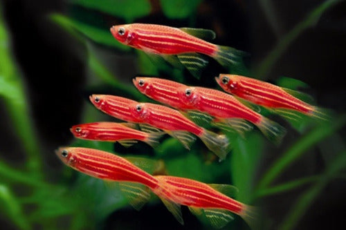 POLYPTERAMA 10 Peces Cebrita Fluor Rosa, Tropical Tetra Pecera Acuario 0