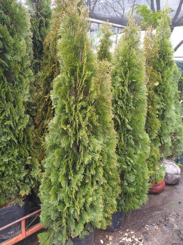 PINO THUJA SMARAG Occidentales Gigantes - Cerco Vivo 2