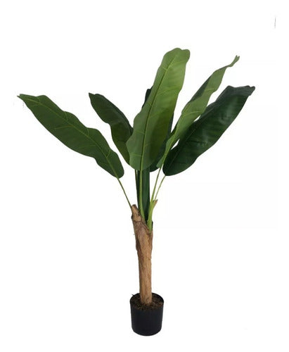 Ambient.Artedeco Banana Tree Approximately 120 cm with Pot 0