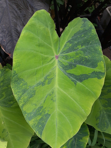 Colocasia Lemon Lime Gecko 1