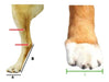 Trede.Print Ferula Para Perro Grande Pata Delantera 5