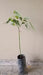 La Huertina Garden Combo 2 Fruiting Plants - Atemoya and Hass Avocado Grafted 5