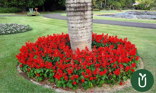 Semillas Flores - Salvia Roja - Envíos 2