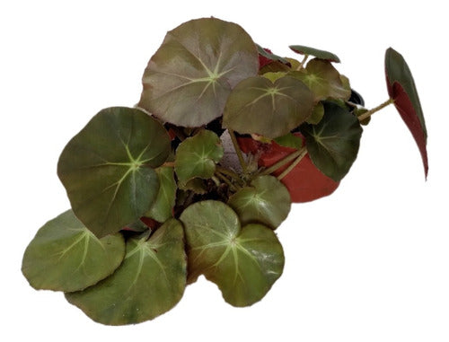 Begonia Erythrophylla 0