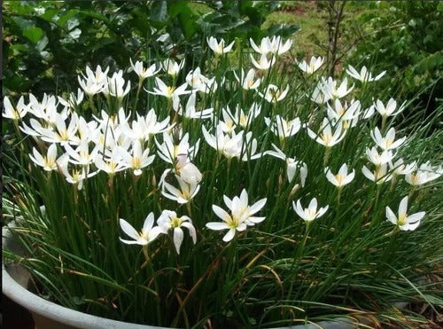 Azucena Del Río (Zephyranthes Candida) - Especies Nativas 5