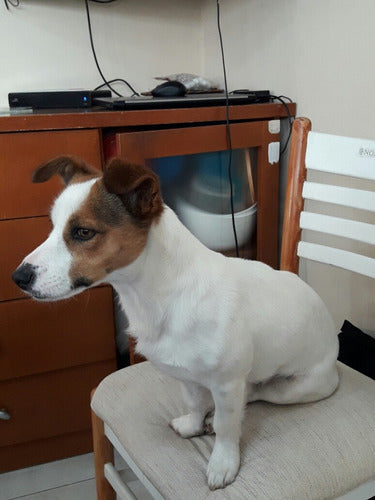 Jack Russell Terrier For Mating in La Plata 2