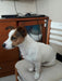 Jack Russell Terrier For Mating in La Plata 2